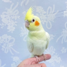 黄レイ💛オカメインコ（ルチノー）　2022年8月生まれ