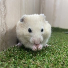 後1匹になります！！最新画像ですよ！！キンクマハムスター 9月生まれオス