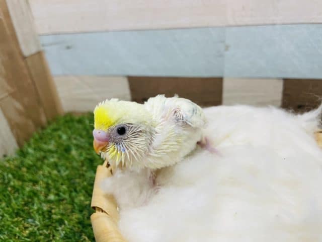 セキセイインコ