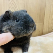 【最新画像更新‪☆‪☆】ワンポイントのホワイトカラー☆テディモルモット(女の子)