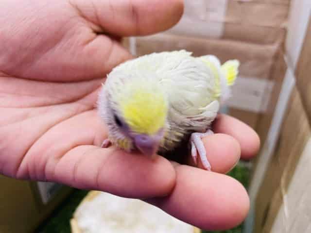 セキセイインコ