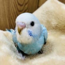 まるっと大きな目がチャームポイント♡セキセイインコ(レインボー)ヒナ