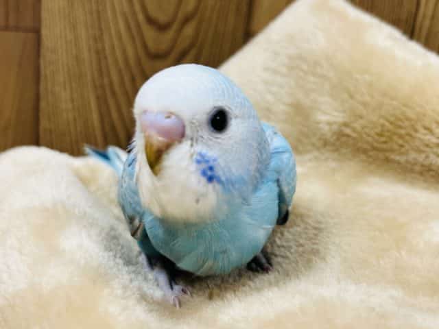 まるっと大きな目がチャームポイント♡セキセイインコ(レインボー)ヒナ