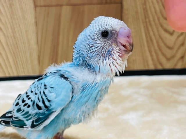 おめめキラキラ✨️セキセイインコ(オパーリン)ヒナ