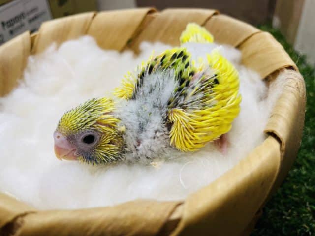 ころころぽわぽわした可愛いコ！セキセイインコのパイドカラー！