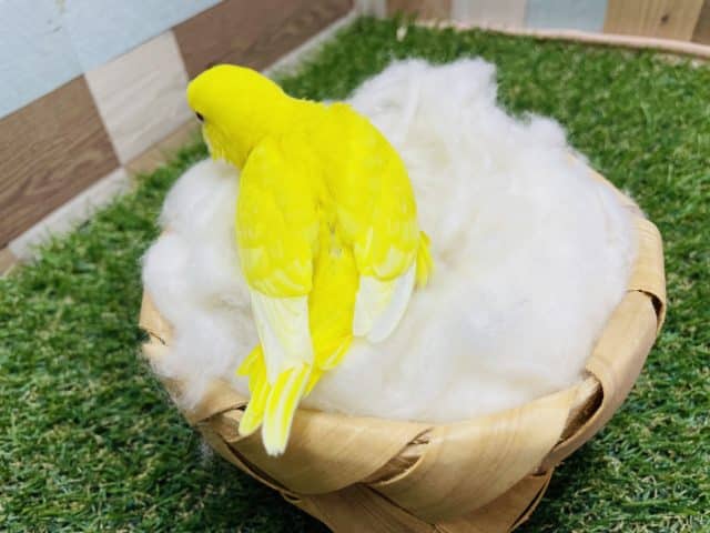 セキセイインコ