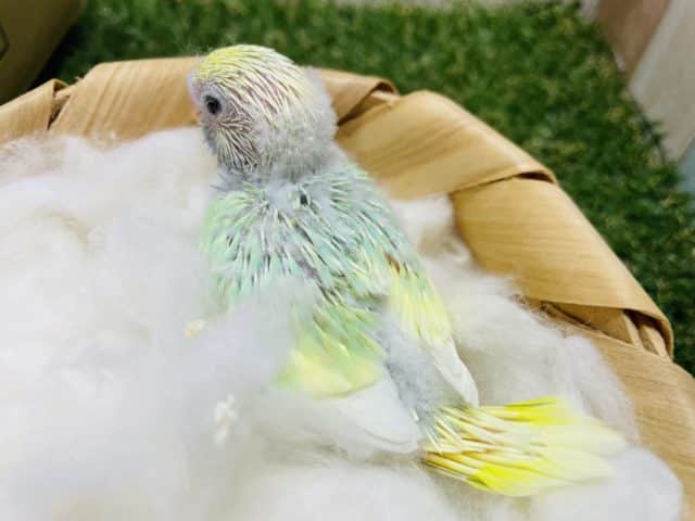 セキセイインコ