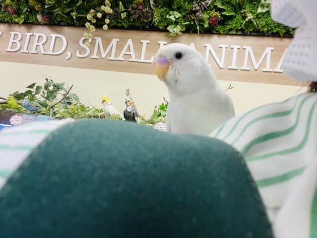 セキセイインコ