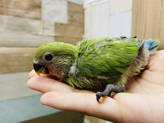 コザクラインコ（小桜インコ）