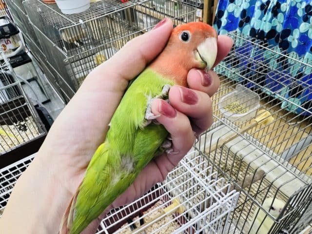 コザクラインコ（小桜インコ）