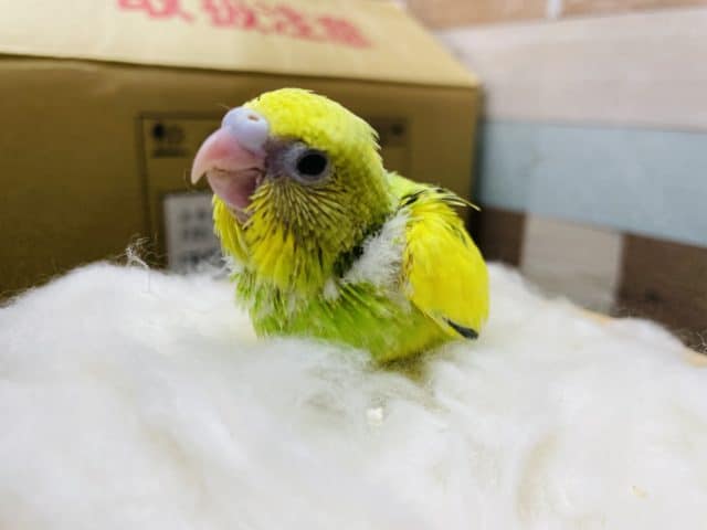 セキセイインコ