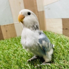 最新画像有り☆わたわた感がたまりません！コザクラインコのブルーチェリーパイドカラー！