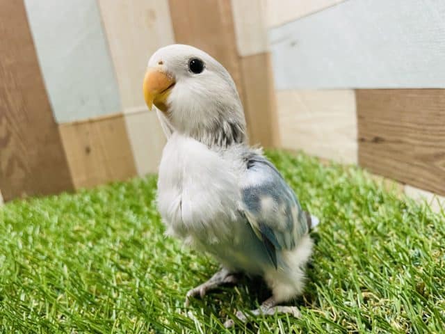 最新画像有り☆わたわた感がたまりません！コザクラインコのブルーチェリーパイドカラー！