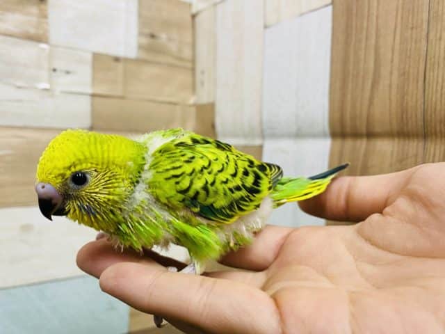 セキセイインコ