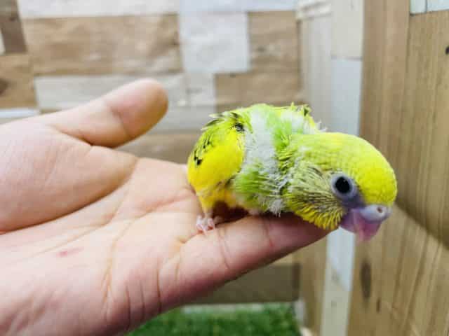 セキセイインコ