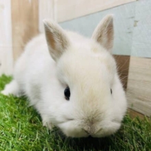 まん丸なお顔がキュートなんです！！ネザーランドドワーフのフロスティ！