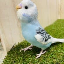 ぱぁーっと明るくしちゃうんだから！　セキセイインコ　パイド