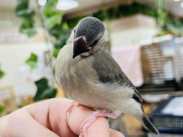 桜文鳥