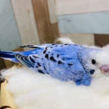 濃いめブルーがかっこいい！！セキセイインコのオパーリンカラー！