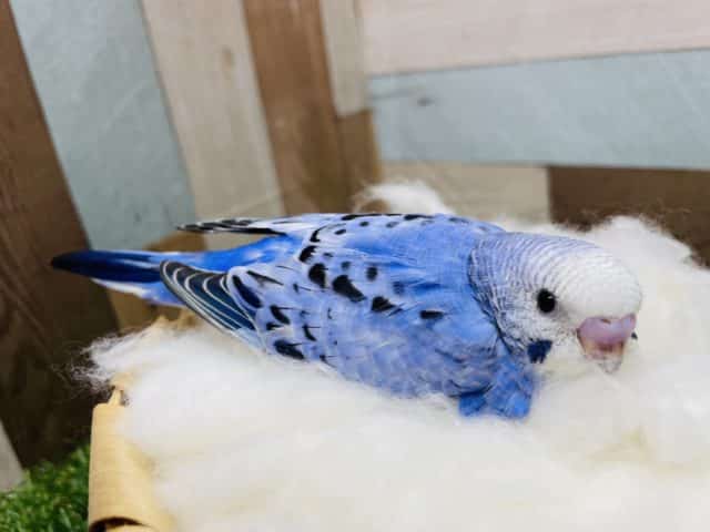 濃いめブルーがかっこいい！！セキセイインコのオパーリンカラー！