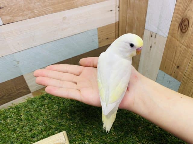 セキセイインコ