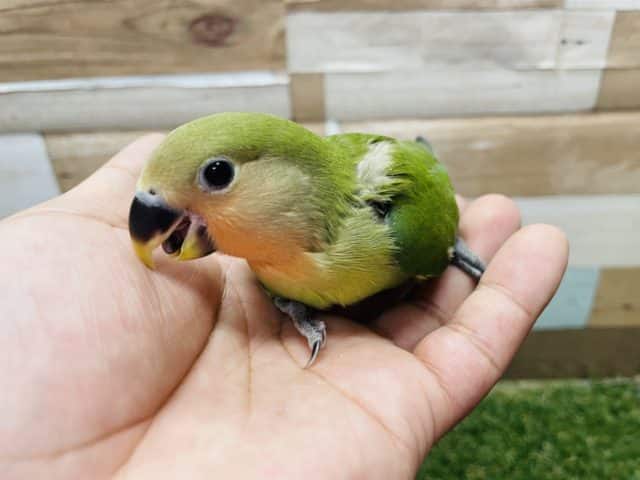 コザクラインコ（小桜インコ）