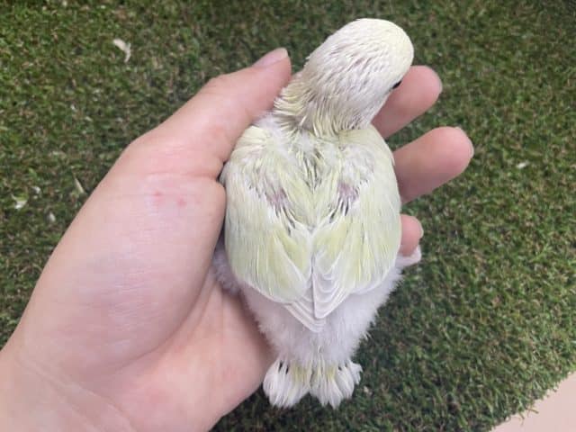 コザクラインコ（小桜インコ）