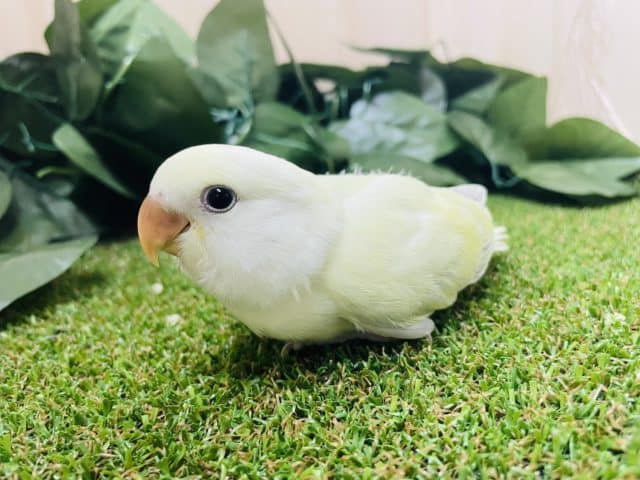 最新画像になりますよ‼️かわいい シナモンカラーなんですよ♪　コザクラインコ　シナモン