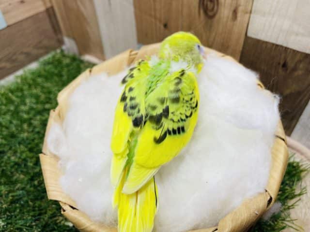 セキセイインコ