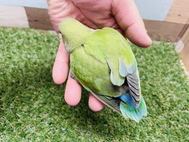 コザクラインコ（小桜インコ）