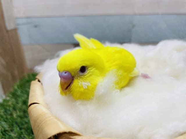 セキセイインコ