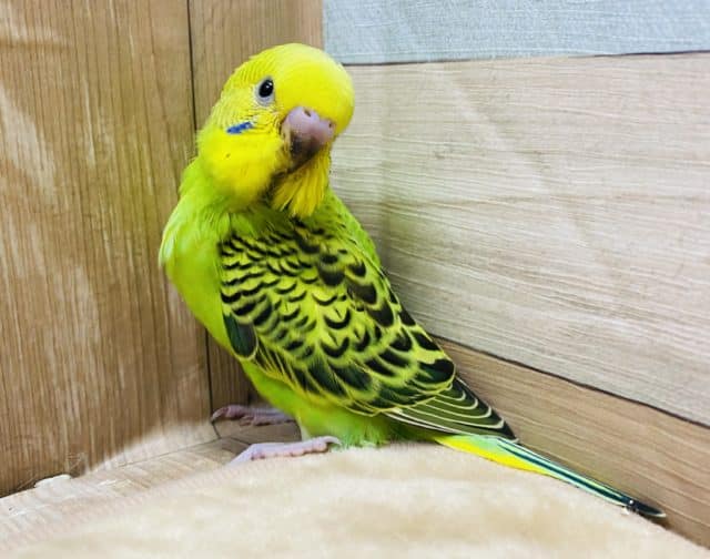 セキセイインコ