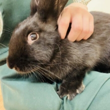 おっきなうさぎさん！フレミッシュジャイアント(ブラック)