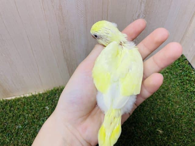 セキセイインコ