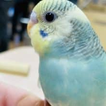 たくさん遊ぼう！！セキセイインコ(レインボーパイド)