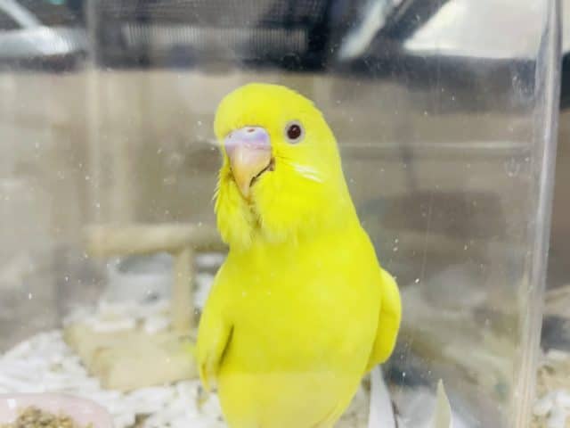 セキセイインコ