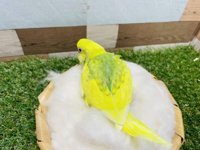 セキセイインコ