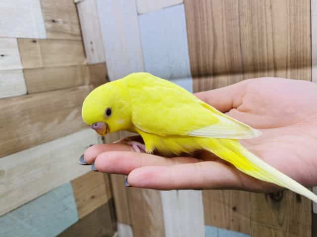 セキセイインコ