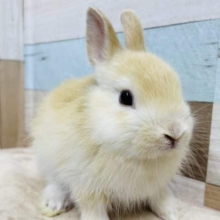 オレンジじゃないよっ♪トーティだよ！ネザーランドドワーフのトーティカラー！