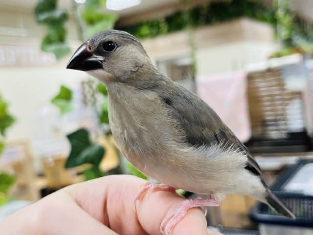 【最新画像のご紹介です！】たくさん食べて大きくなるぞー！桜文鳥 ヒナ