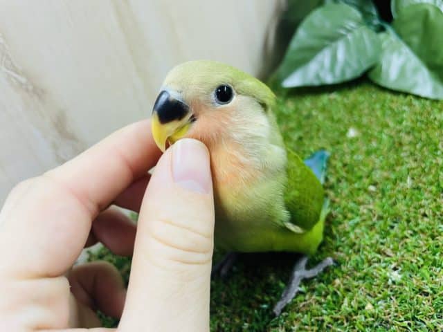 コザクラインコ（小桜インコ）