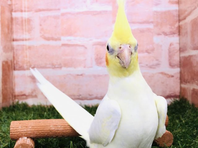 オカメインコ