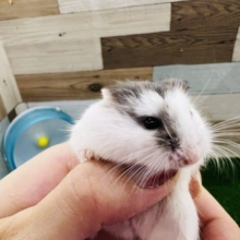 海賊⁉︎ブルーパイド☆ロボロフスキーハムスター