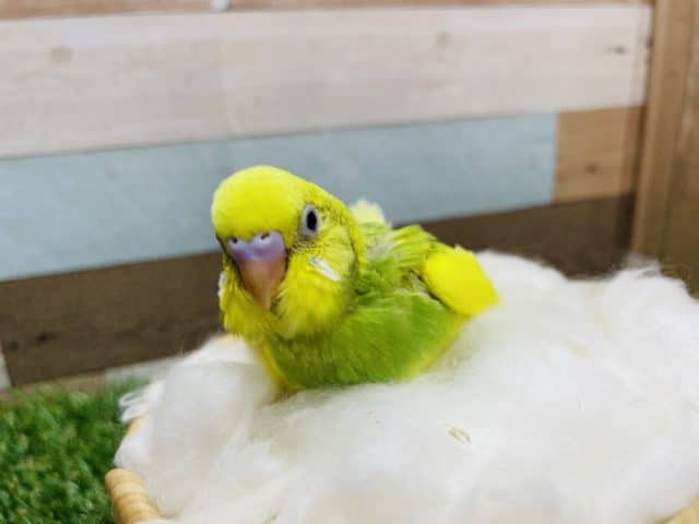 セキセイインコ