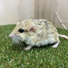 ぷっくりが可愛いんです🌸　ファットテールジャービル　男の子