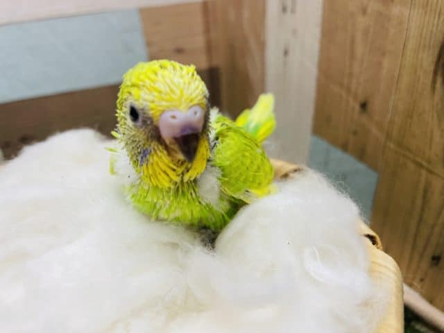 セキセイインコ