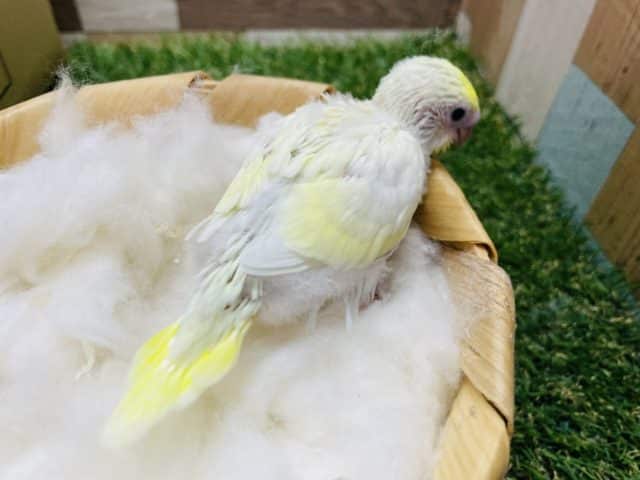 セキセイインコ