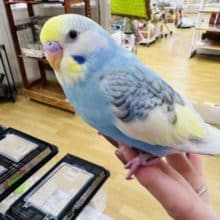 最新画像更新☆セキセイインコのヒナ(パステルレインボーパイド)入荷しました〜❤