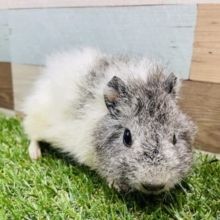 もふもふ可愛い女の子！テディモルモットの二色カラー！