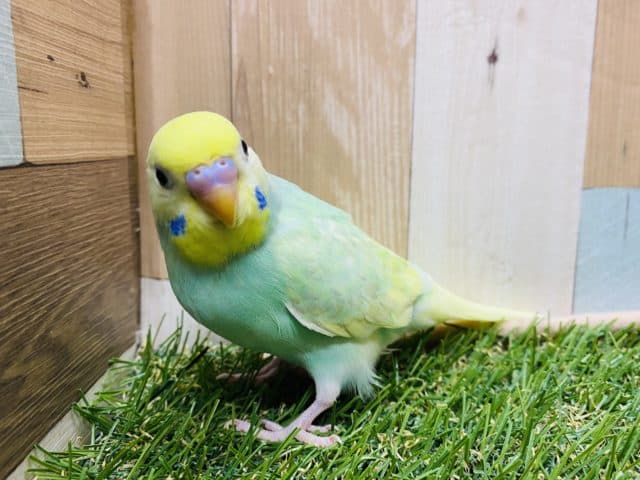 セキセイインコ